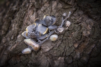 Брошь &quot;Черная орхидея&quot;.